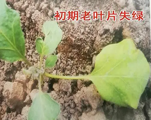 茄子缺氮,腐殖酸水溶肥