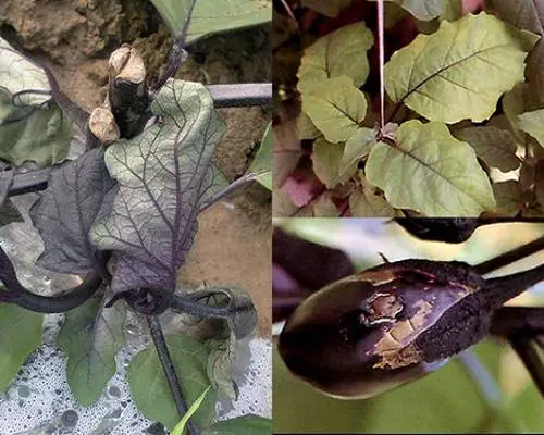 茄子缺硼,果樹水溶肥