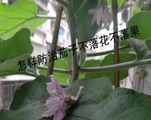 茄子落花落果,國產最好的水溶肥牌子