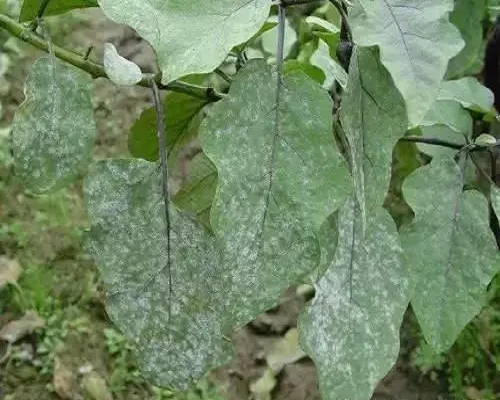 茄子白粉病葉片,水溶肥定制