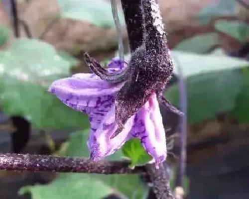 茄子紫花病,黃腐酸鉀水溶肥