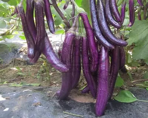 航茄8號(hào),微量元素水溶肥