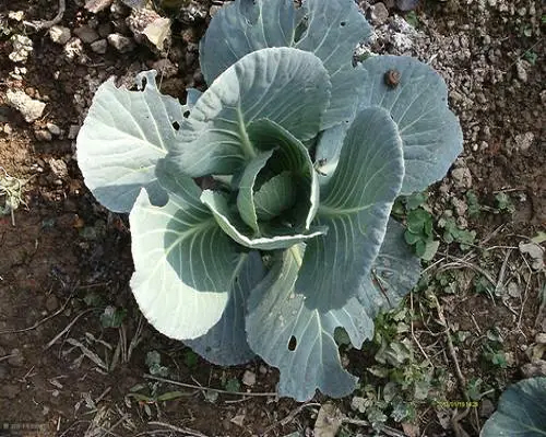 甘藍(lán)缺硫,磷酸二氫鉀葉面肥