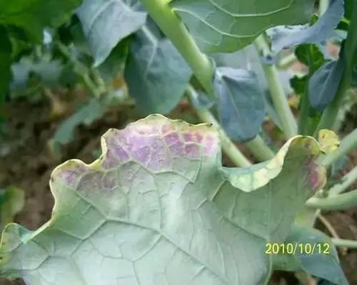 甘藍(lán)缺磷,氨基酸葉面肥