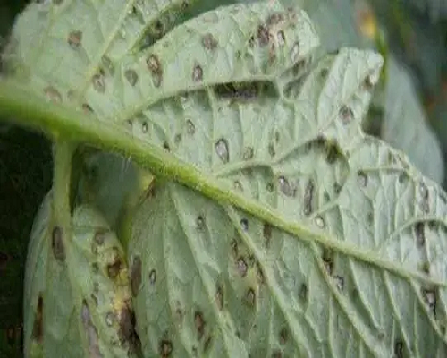 灰斑病,水溶肥廠家介紹